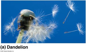 Dandelion seeds dispersing