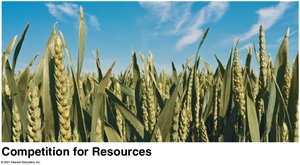 Competition for resources in crops