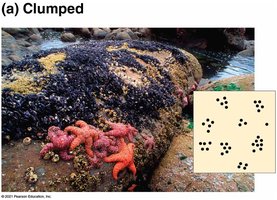 Clumped dispersion of sea stars and mussels