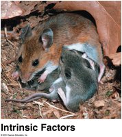 Intrinsic factors in white-footed mice