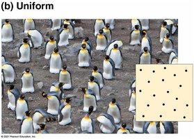 Uniform dispersion of penguins