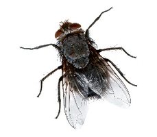 Pasteur's experiment on spontaneous generation