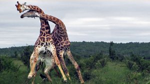 Giraffe neck fighting