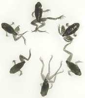 Mutant frogs with deformities
