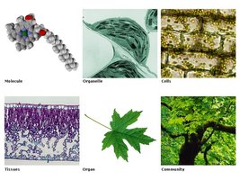 Levels of biological organization