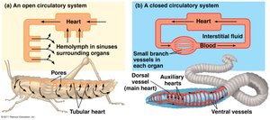 Comparison of open and closed circulatory systems