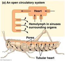 Open circulatory system in a grasshopper