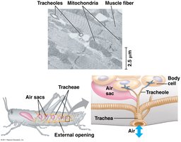Closed circulatory system in an earthworm
