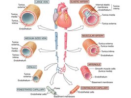 Structure of arteries, veins, and capillaries