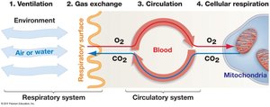 Diagram of the four steps of gas exchange: ventilation, gas exchange, circulation, and cellular respiration