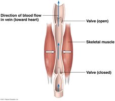 Venous blood flow aided by skeletal muscle and valves