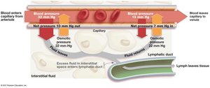 Capillary exchange and lymphatic drainage