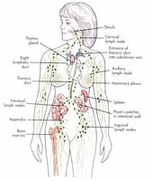 Diagram of the human lymphatic system