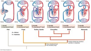Evolution of vertebrate heart structure and circuits