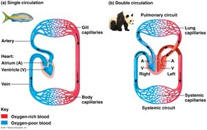Single vs. double circulation in vertebrates