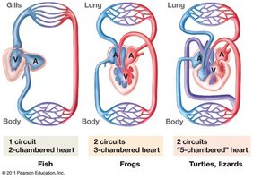 Comparison of heart structure in vertebrates