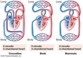 Comparison of heart structure in vertebrates