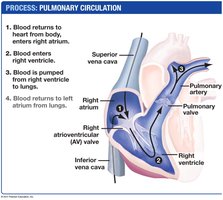 Pulmonary circulation through the heart