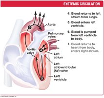 Systemic circulation through the heart