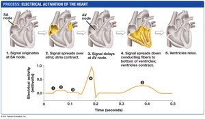 Electrical activation of the heart (EKG)