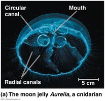 Moon jelly Aurelia showing circular and radial canals