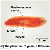 Planarian Dugesia showing gastrovascular cavity