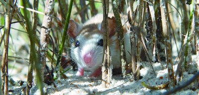 Beach mouse camouflaged in sand and grass