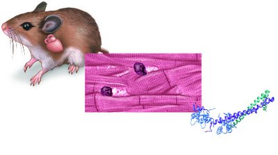 Mouse, tissue, and protein structure