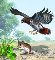 Hawk preying on a mouse