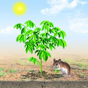 Mouse eating a plant under the sun