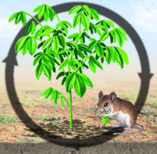 Matter cycling between mouse and plant