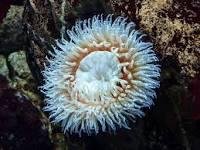 Example of a radially symmetrical animal (sea anemone)