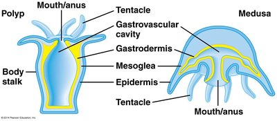 Cnidarian body plan: polyp and medusa forms