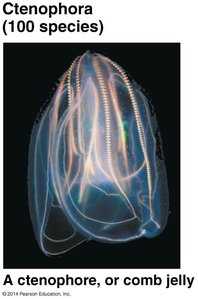 Ctenophore (comb jelly)