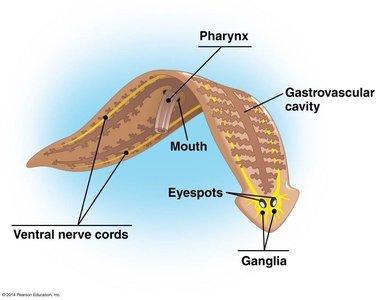 Planarian flatworm anatomy