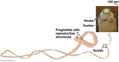 Tapeworm anatomy