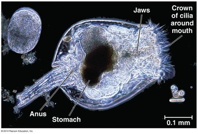 Rotifer anatomy