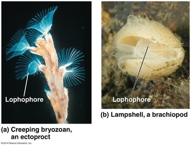 Lophophore structure in ectoprocts and brachiopods