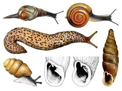 Mollusc body plan