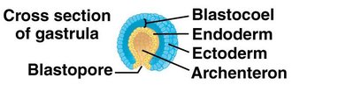 Cross section of gastrula showing germ layers
