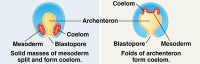 Comparison of protostome and deuterostome development