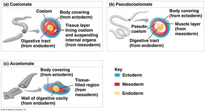 Diagram comparing coelomate, pseudocoelomate, and acoelomate body plans