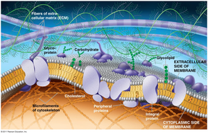 Fluid mosaic model of plasma membrane
