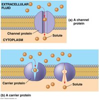 Channel and carrier proteins facilitating diffusion