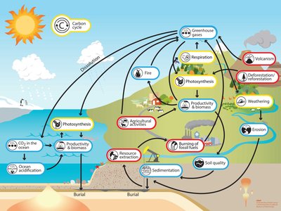 Diagram of the carbon cycle showing processes and reservoirs