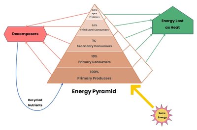 Energy pyramid showing energy transfer and loss at each trophic level