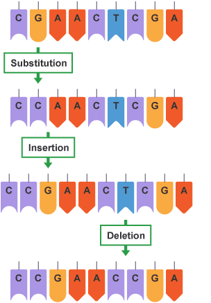 Diagram showing substitution, insertion, and deletion mutations in DNA
