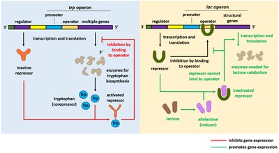 Diagram comparing lac and trp operon regulation