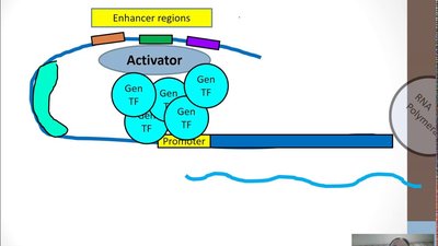 Diagram showing DNA bending and transcription factor binding