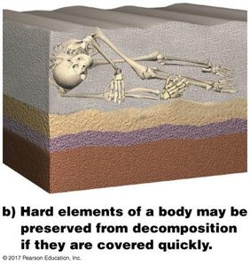Fossilization: Hard elements preserved by rapid burial
